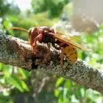 insetti - calabrone europeo